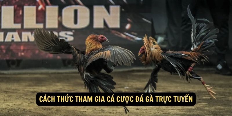 Cách thức tham gia cá cược đá gà trực tuyến