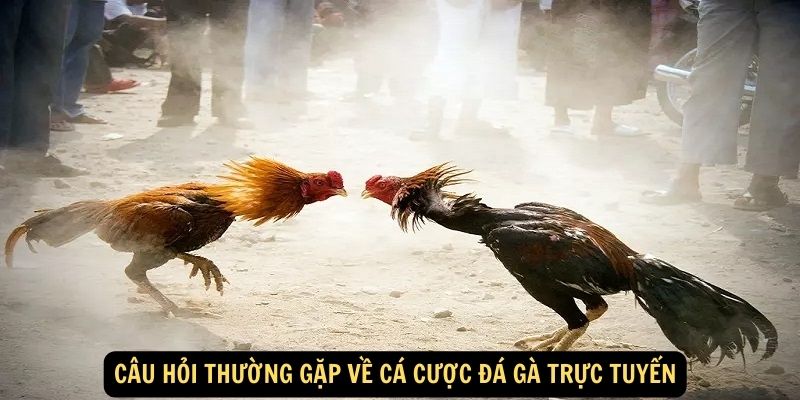 Cau hoi thuong gap ve ca cuoc da ga truc tuyen